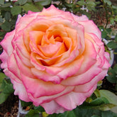 Poetica rose